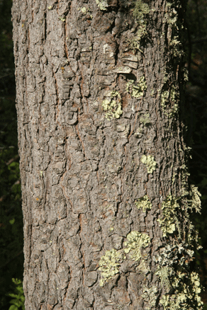 Sierra Madre Oriental
