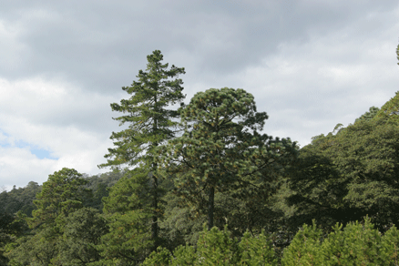 Sierra Madre Oriental