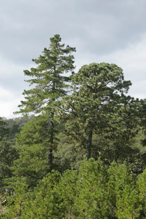 Sierra Madre Oriental