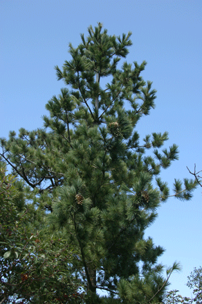 Sierra Madre Oriental