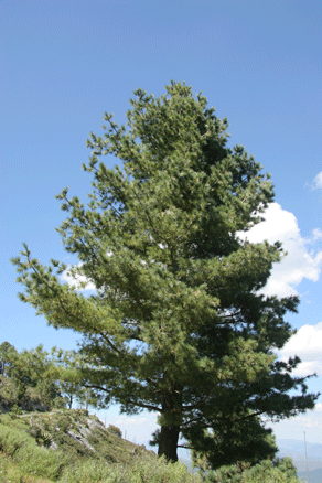 Sierra Madre Oriental