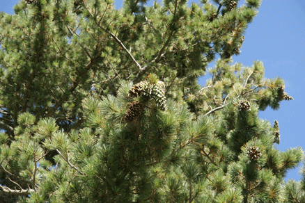 Sierra Madre Oriental