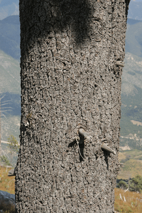 Sierra Madre Oriental