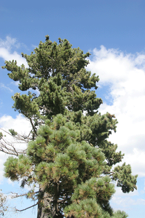 Sierra Madre Oriental