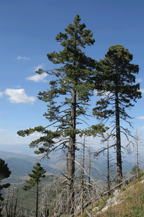 Sierra Madre Oriental