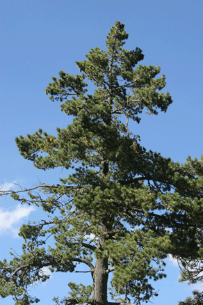 Sierra Madre Oriental