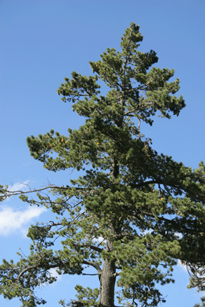 Sierra Madre Oriental