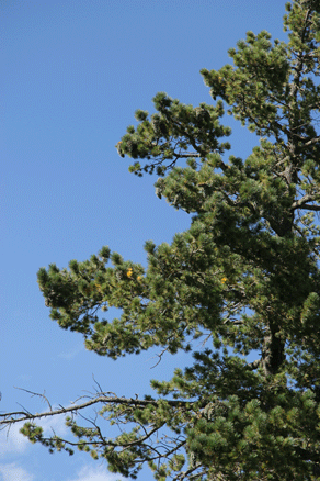 Sierra Madre Oriental