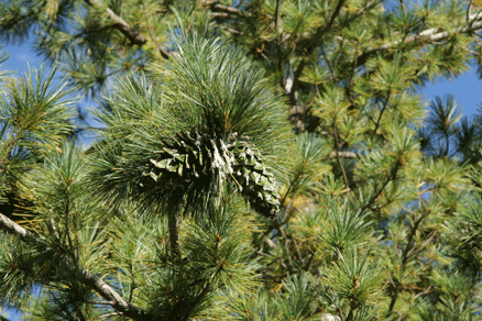Sierra Madre Oriental