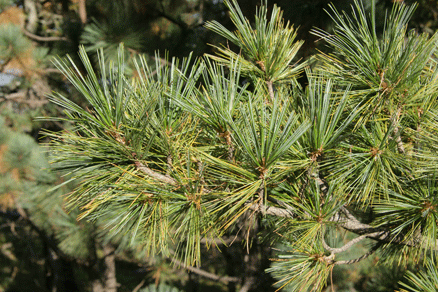 Sierra Madre Oriental