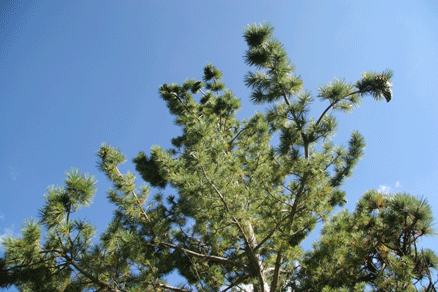 Sierra Madre Oriental