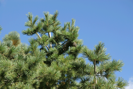 Sierra Madre Oriental
