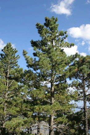 Sierra Madre Oriental