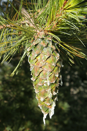 Sierra Madre Oriental