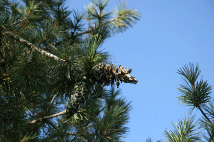 Sierra Madre Oriental