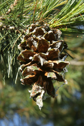 Sierra Madre Oriental