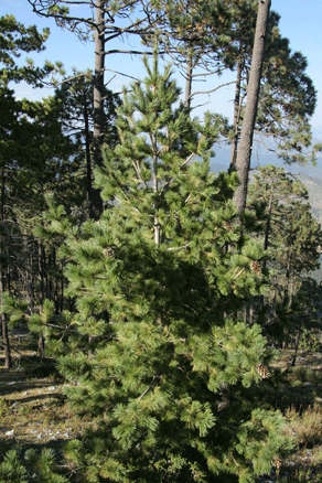 Sierra Madre Oriental