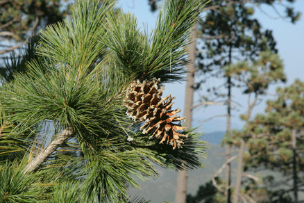 Sierra Madre Oriental