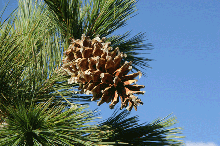 Sierra Madre Oriental