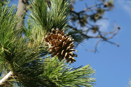 Sierra Madre Oriental