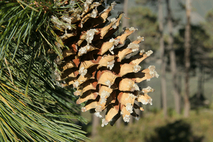 Sierra Madre Oriental