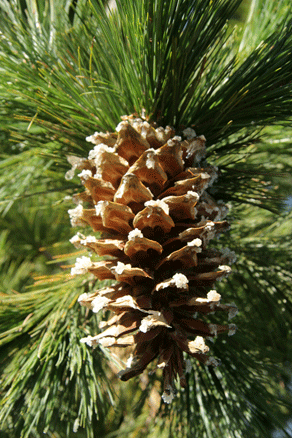 Sierra Madre Oriental