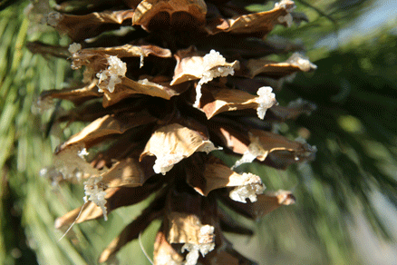 Sierra Madre Oriental