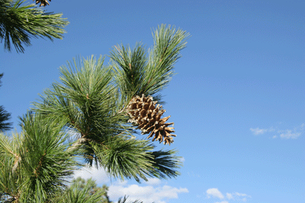 Sierra Madre Oriental