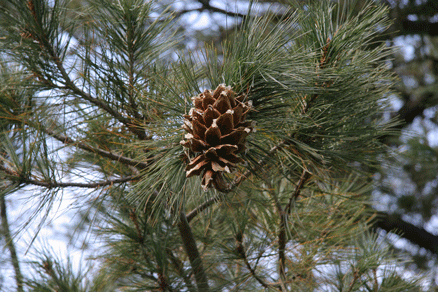 Sierra Madre Oriental