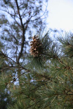Sierra Madre Oriental