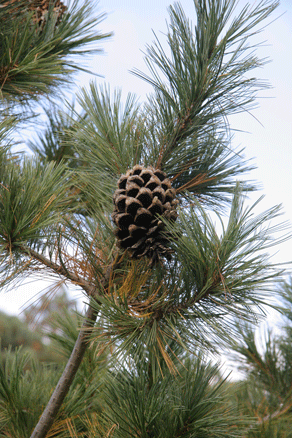 Sierra Madre Oriental