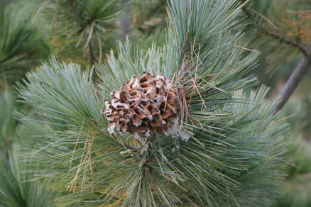 Sierra Madre Oriental