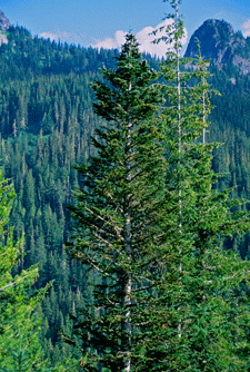 Abies amabilis