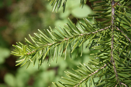 Abies bifolia