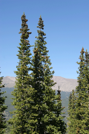 Abies bifolia