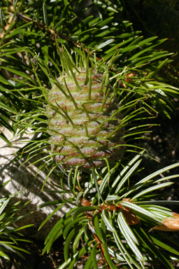 Abies bracteata