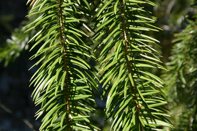 Abies bracteata
