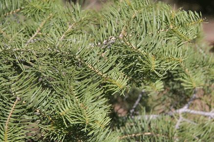 Abies concolor