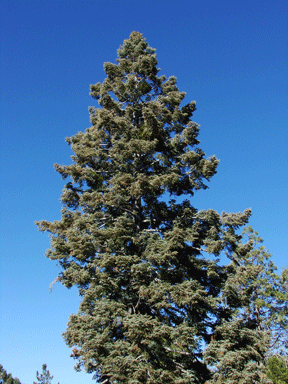 Abies concolor