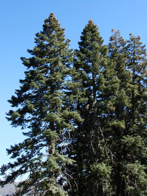 Abies concolor