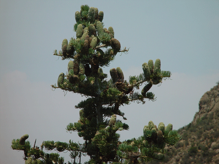 Abies concolor