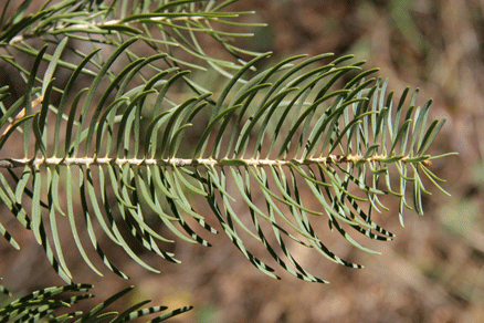 Abies concolor