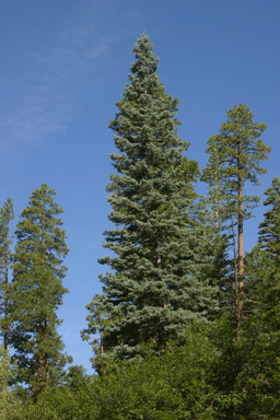 Abies concolor