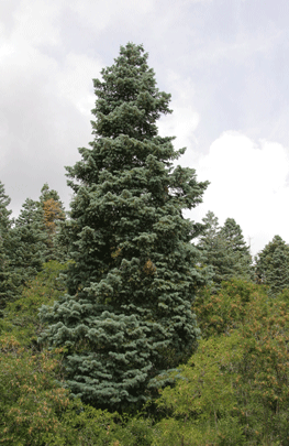 Abies concolor