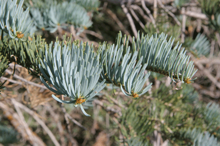 Abies concolor