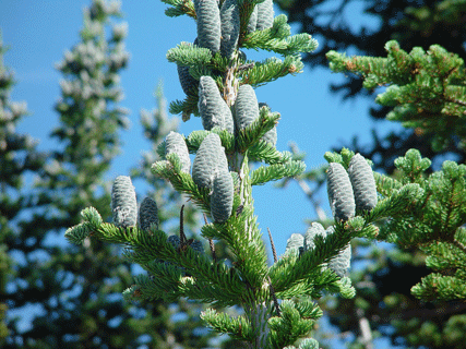 Abies lasiocarpa