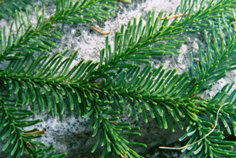 Abies lasiocarpa