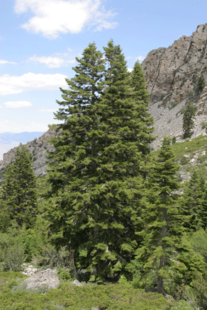 Abies lowiana