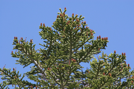 Abies magnifica