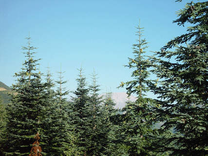 Abies procera